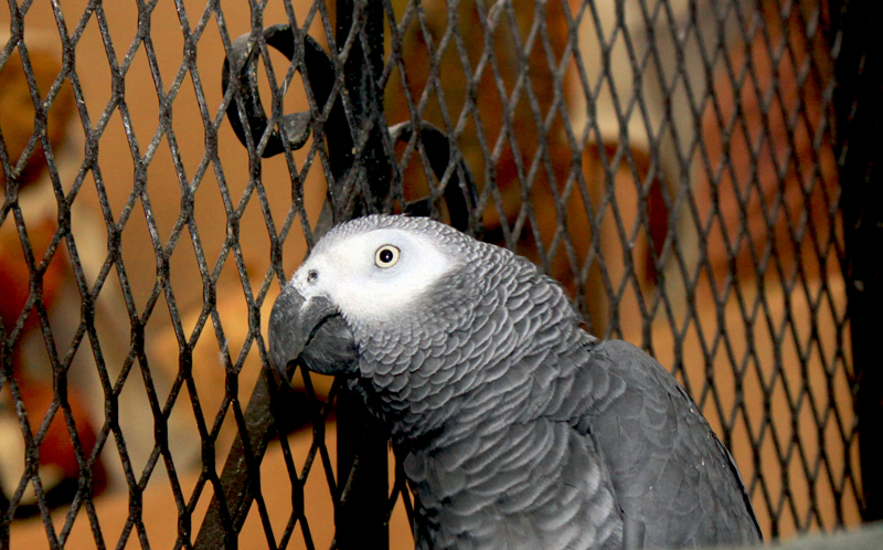 Simon, African Grey Parrot